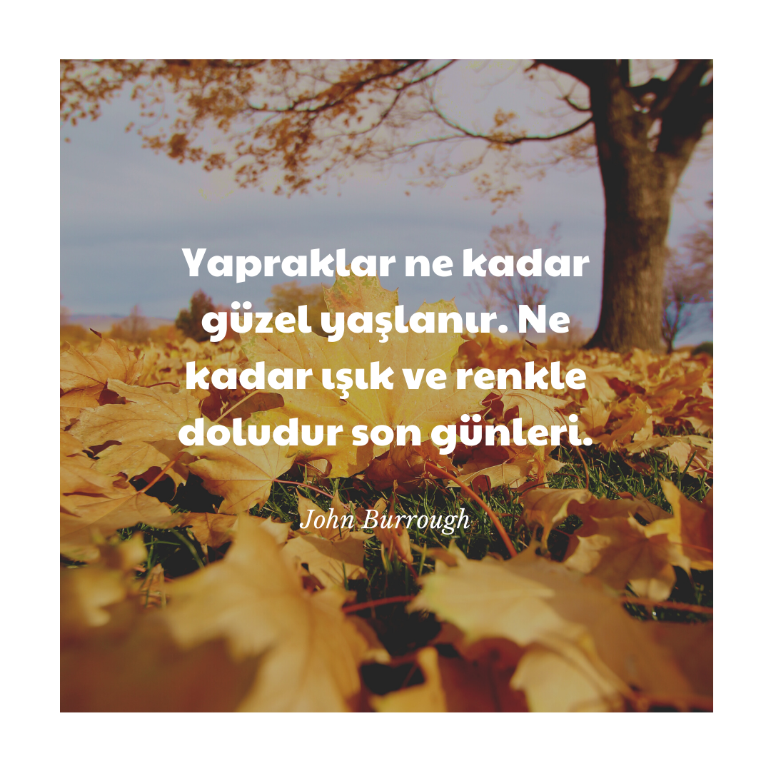 Resim